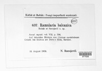 Ramularia balcanica image